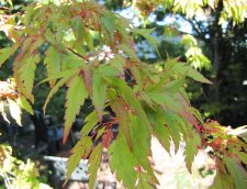 acerp-benihag02_210917a.jpg