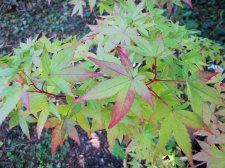 acerp-redwine_210917a.jpg