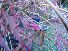 acerp-hanamatoi_210922b.jpg