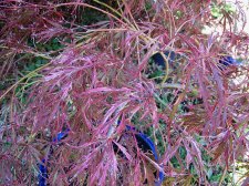 acerp-hanamatoi_210922c.jpg
