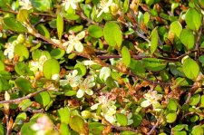 Muehlenbeckia-axillaris_VanDusenBG_Cutler_20210924_133922.jpg