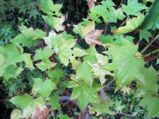 acer-cappadoc_210926a.jpg