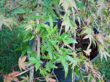 acerp-ryusen_210926a.jpg