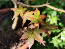 IMG_20210529_174152.jpg