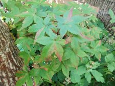 IMG_20210612_182043.jpg