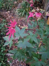 IMG_20210927_184937.jpg