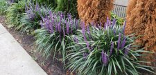 Liriope-muscari_1040Pacific_Cutler_20211001_143008.jpg