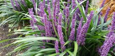 Liriope-muscari_1040Pacific_Cutler_20211001_143029.jpg