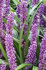Liriope-muscari_1040Pacific_Cutler_20211001_143032.jpg