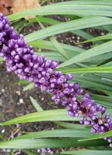 Liriope-muscari_1040Pacific_Cutler_20211001_143208.jpg