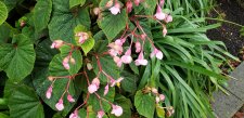 Begonia-grandis_MortonPark_Cutler_20210929_152616.jpg