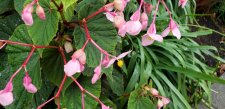 Begonia-grandis_MortonPark_Cutler_20210929_152626.jpg