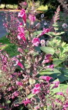 Lepechinia hastata_StanleyPark-LordStanley_wcutler_20211003_152818.jpg