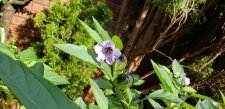 Nicandra-physalodes_HarwoodCardero_Cutler_20211004_142435.jpg