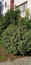 Osmanthus-heterophyllus_1675Harwood_Cutler_20211004_142642.jpg