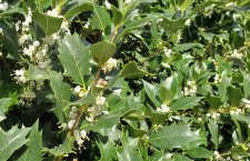 Osmanthus-heterophyllus_1675Harwood_Cutler_20211004_142733.jpg