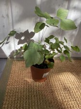 Adiantum Peruvianum.jpg