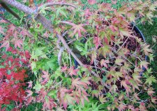 acerp-ryusen_211012a.jpg