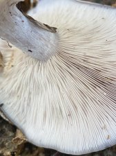 BD21980F-60B0-4EA6-8BC3-5CA61B8FC0D3.jpeg