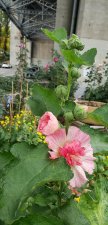 Alcea-rosea_SeawallUnderBurrardBridge_Cutler_20211021_133530.jpg