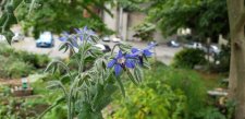 Borage_SeawallUnderBurrardBridge_Cutler_20211021_133823.jpg
