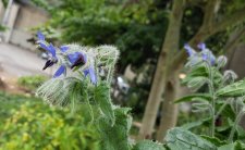 Borage_SeawallUnderBurrardBridge_Cutler_20211021_133830.jpg