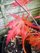 IMG_20211019_112415.jpg