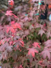 20211023 Osakazuki-2.jpg