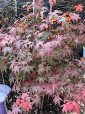 20211023 Osakazuki-1.jpg