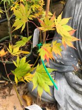 20211023 Kansai Akegarasu.jpg