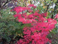 acerp-o-sakazuki_211022a.jpg