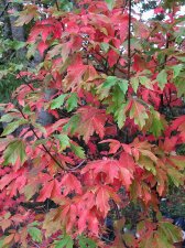 acer-gris01_211025a.jpg