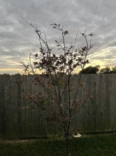 IMG-8516.jpg
