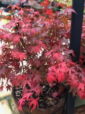 20211030 Osakazuki-1.jpg