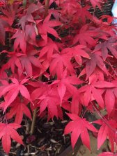 20211030 Osakazuki-4.jpg