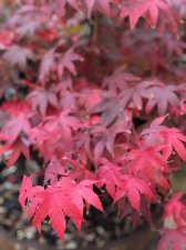 20211030 Osakazuki-2.jpg
