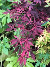 20211030 Suminagashi-1.jpg