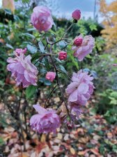 IMG_20211106_154657.jpg