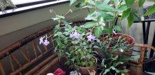 Streptocarpella_home_Cutler_20211027_093229.jpg