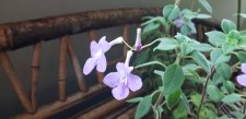 Streptocarpella_home_Cutler_20211027_093332.jpg
