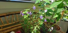 Streptocarpella_Home_Cutler_20211031_123852.jpg