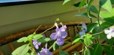 Streptocarpella_Home_Cutler_20211031_123903.jpg