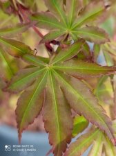Feuilles printemps.jpg