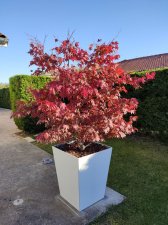 17 Atropurpureum 22 Octobre 2021 2.jpg