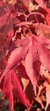 Feuilles automne 1.jpg