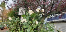 Rosa-white_CarderoComox_Cutler_20211112_141701.jpg