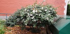 Camellia-sasanqua_GeorgiaBute_Cutler_20211112_143606.jpg
