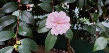 Camellia-sasanqua_GeorgiaBute_Cutler_20211112_143635.jpg
