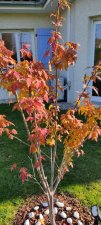 IMG_20211123_122133.jpg