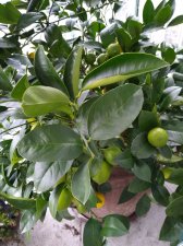 Meyer Lemon Ready for Winter Dec 4, 2021.jpg